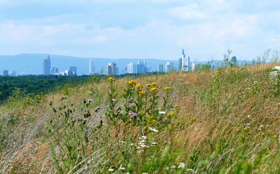 Monte_Scherbelino_mit_Skyline_©_Umweltamt_Frankfurt_am_Main,_Foto:_Stefan_Cop