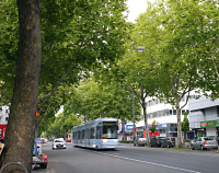 Allee an der Mainzer Landstraße: © Ingrid Wentzell