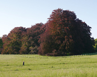 Blutbuchen-Gruppe im Huthpark: © Ingrid Wentzell