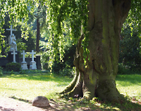 Hängebuche auf dem Hauptfriedhof: © Stefan Cop