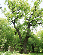 Eiche im Schwanheimer Wald: © Stefan Cop