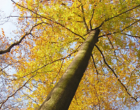 Buche nahe ­Oberschweinstiege: © Ingrid Wentzell