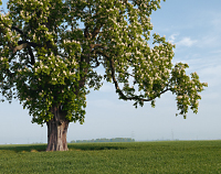 Rosskastanie in Nieder-Erlenbach: © Ingrid Wentzell