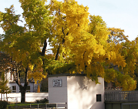 Ginkgo im Brentanopark: © Ingrid Wentzell