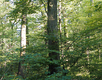 Hainbuche im Fechenheimer Wald: © Ingrid Wentzell