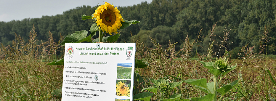 Blühstreifen © Foto Dr. Dennis Braks Blühstreifen © Foto Dr. Dennis Braks