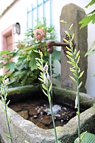 Wilder Sonntag Brunnen © Jacqueline Monz