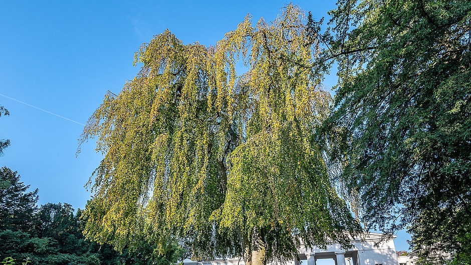 Hängebuche © Eckhard Krumpholz Hängebuche © Eckhard Krumpholz