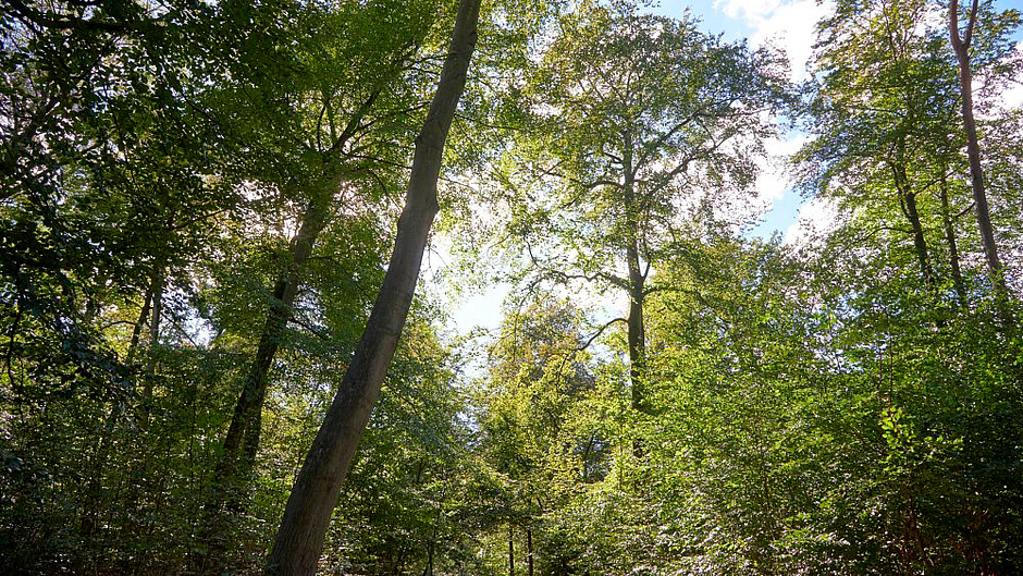 Wald_copyright_Umweltamt: Foto Stefan Cop Wald_copyright_Umweltamt: Foto Stefan Cop