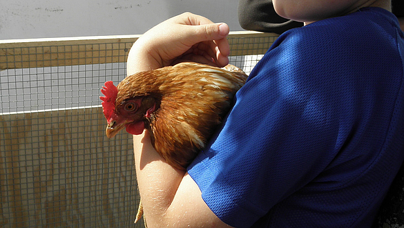 Kind mit Huhn © Frankfurt am Main, Umweltamt. Foto: Ingrid Wentzell Kind mit Huhn © Frankfurt am Main, Umweltamt. Foto: Ingrid Wentzell