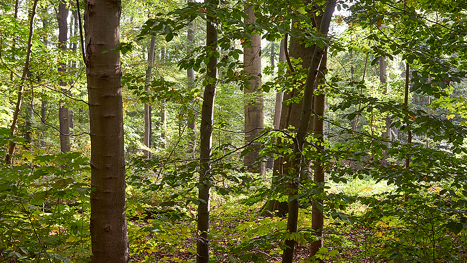 Buchenwald copyright Umweltamt, Foto: Stefan Cop