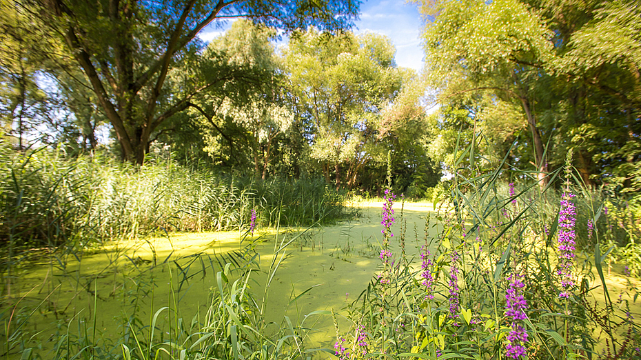 Fechenheimer Mainbogen. © Stadt Frankfurt am Main, Umweltamt, Foto: Eckhard Krumpholz