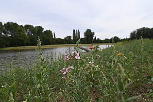 © Umweltamt Frankfurt am Main, Foto: Jacqueline Monz
