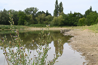 © Umweltamt Frankfurt am Main, Foto: Jacqueline Monz