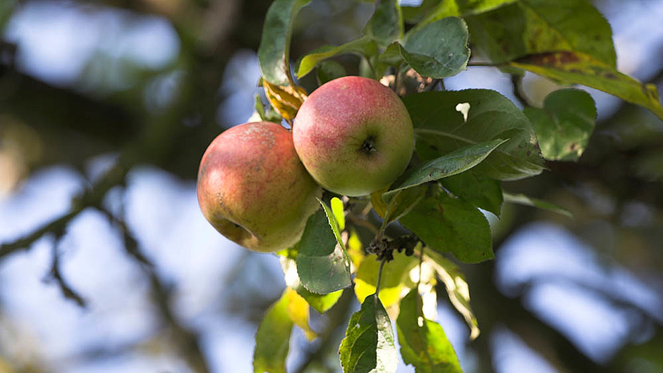 Äpfel am Baum © Bildagentur adpic